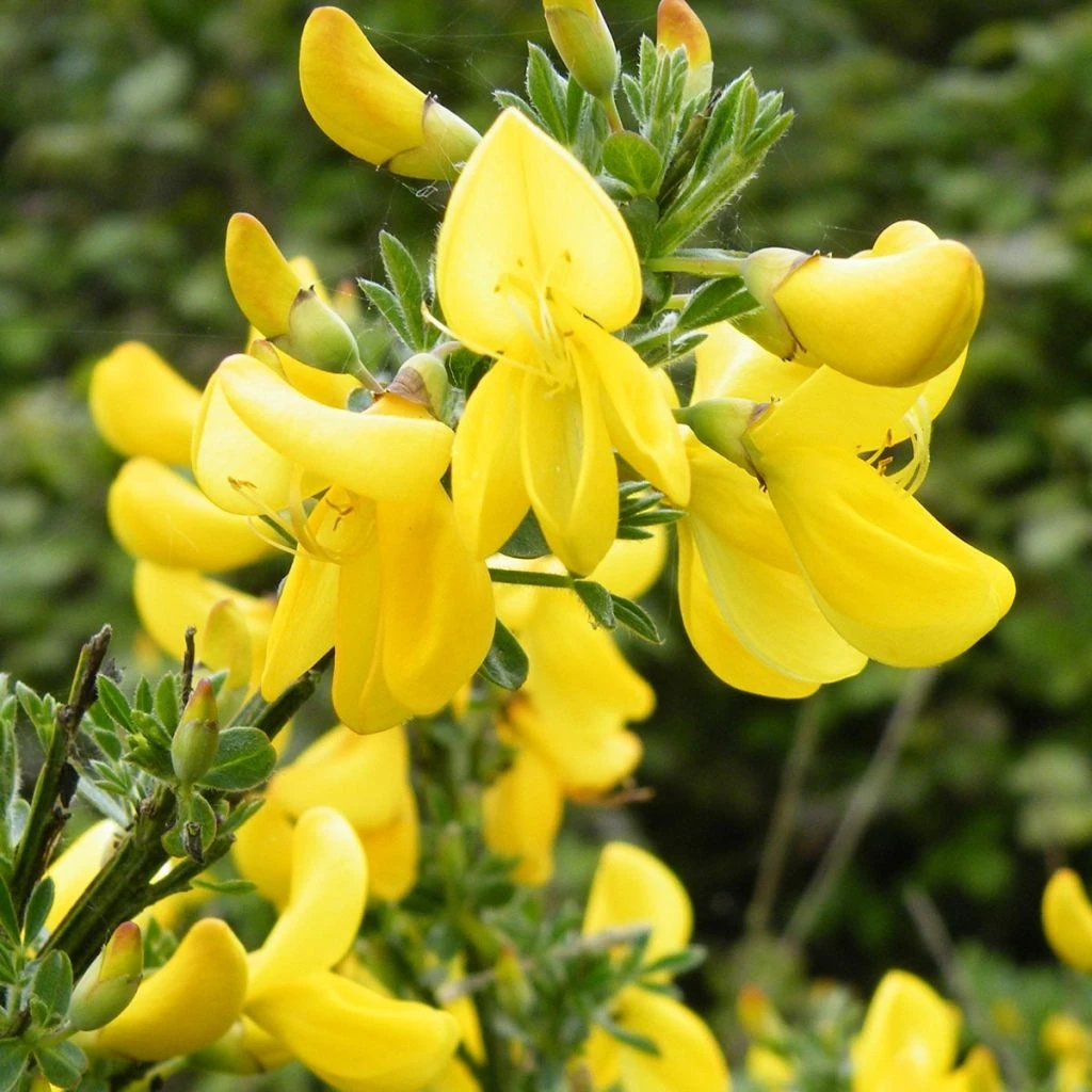 Genêt à Balais - Cytisus Scoparius Vanesse 1 Genêt à Balais - Cytisus Scoparius Vanesse