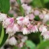 Deutzia Scabra Codsall Pink - Deutzie