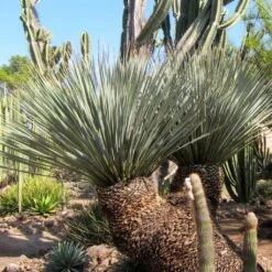 Dasylirion Miquihuanensis