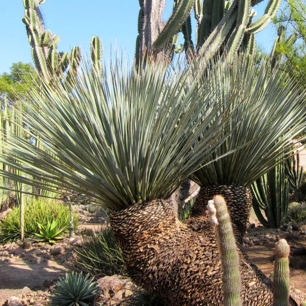 Dasylirion Miquihuanensis 1 Dasylirion Miquihuanensis