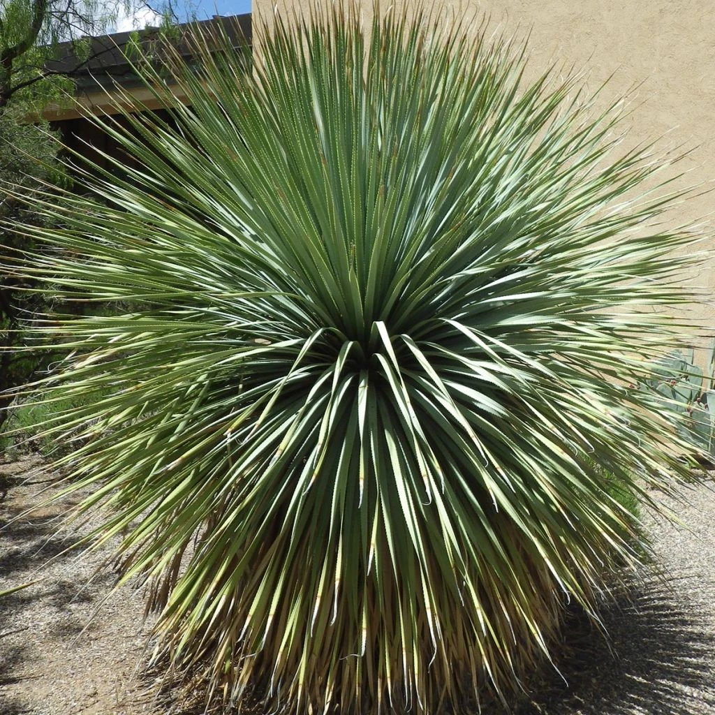 Dasylirion Wheeleri 1 Dasylirion Wheeleri