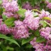 Deutzia Tourbillon Rouge En Pot De 2/3L