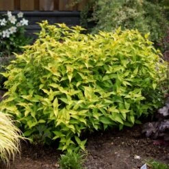 Diervilla Rivularis Honeybee