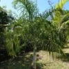 Dypsis Plumosa - Palmier Plumeux