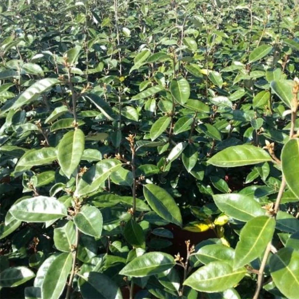 Elaeagnus Ebbingei Compacta - Chalef 1 Elaeagnus Ebbingei Compacta - Chalef