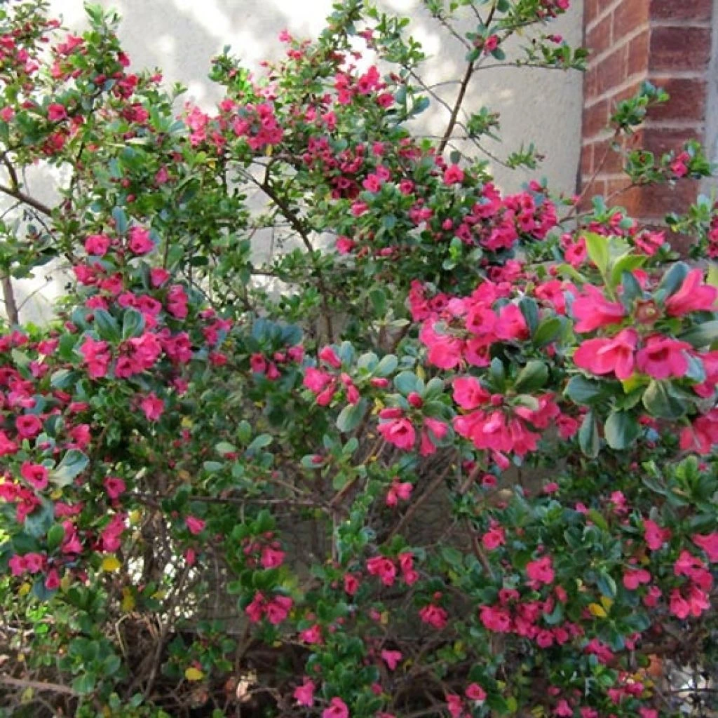 Escallonia Donard Radiance 1 Escallonia Donard Radiance