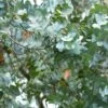 Eucalyptus Cinerea - Gommier Cendré