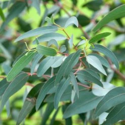 Eucalyptus Saxatilis - Mallée Des Rochers