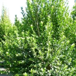 Eugenia Myrtifolia New Port - Myrte D'Australie