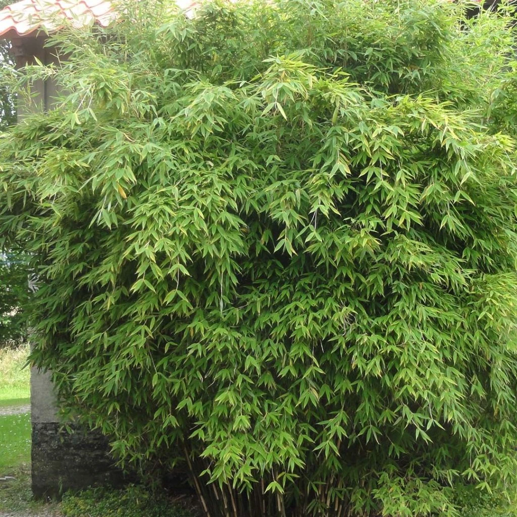 Fargesia Murielae Dino - Bambou Non Traçant 1 Fargesia Murielae Dino - Bambou Non Traçant