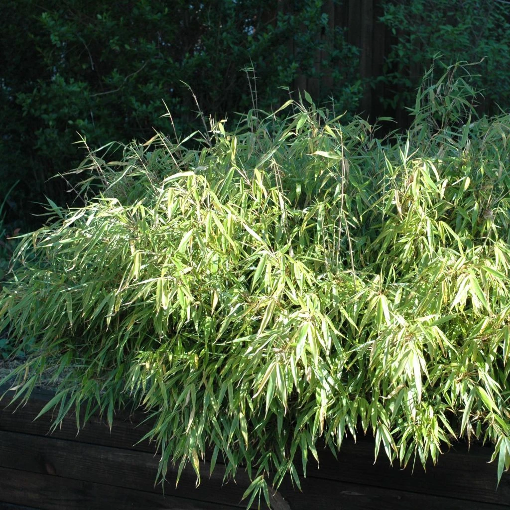 Bambou Non Traçant - Fargesia Rufa 1 Bambou Non Traçant - Fargesia Rufa