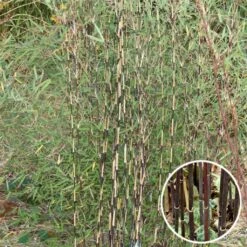 Fargesia Sp Jiuzhaigou Deep Purple - Bambou Non Traçant.