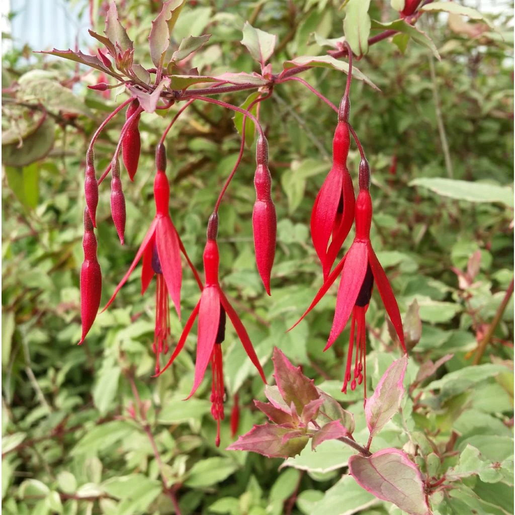 Fuchsia Magellanica Tricolorii 1 Fuchsia Magellanica Tricolorii