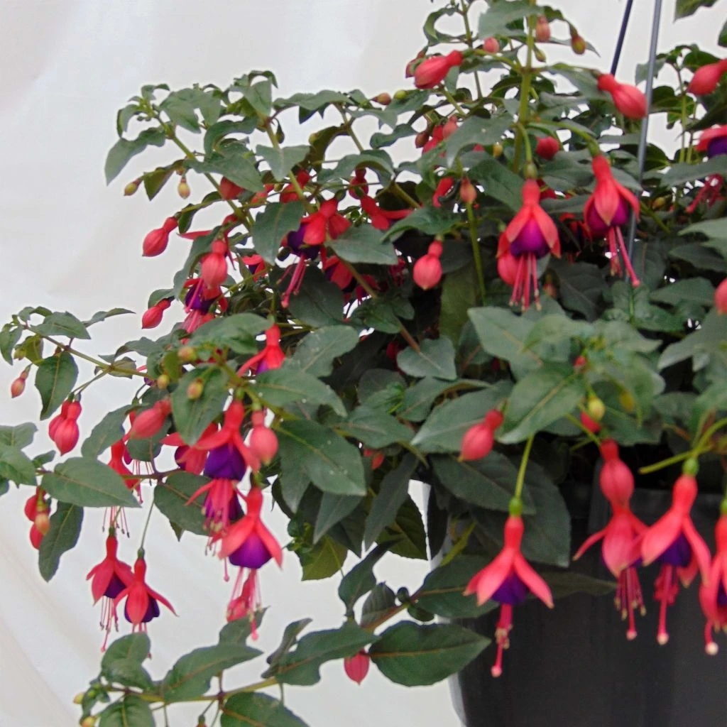 Fuchsia Rustique Mrs Popple 1 Fuchsia Rustique Mrs Popple