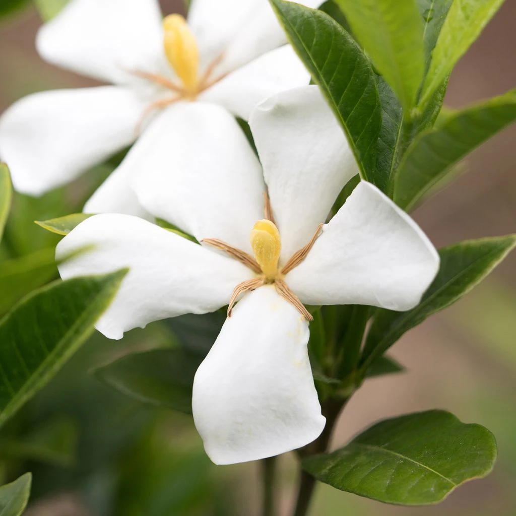 Gardenia Jasminoides Sweet Star First Editions 1 Gardenia Jasminoides Sweet Star First Editions
