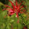 Grevillea Rosmarinifolia Clearview David