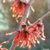 Hamamelis Intermedia Diane - Noisetier De Sorcière