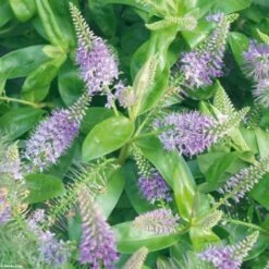 Hebe Ouessant - Véronique Arbustive