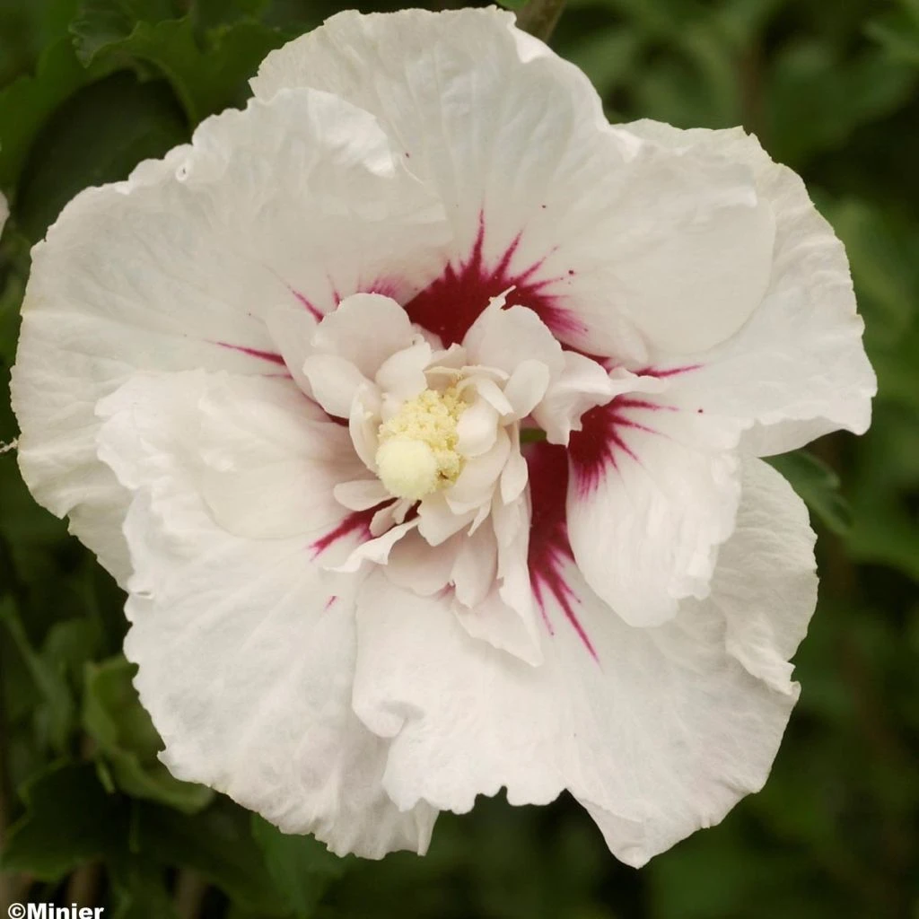 Hibiscus Syriacus French Point - Althéa à Fleurs Doubles 1 Hibiscus Syriacus French Point - Althéa à Fleurs Doubles
