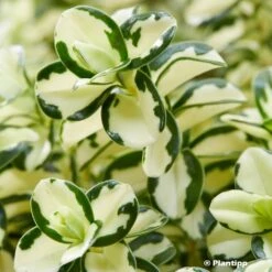 Hebe Leopard Spot - Véronique Arbustive