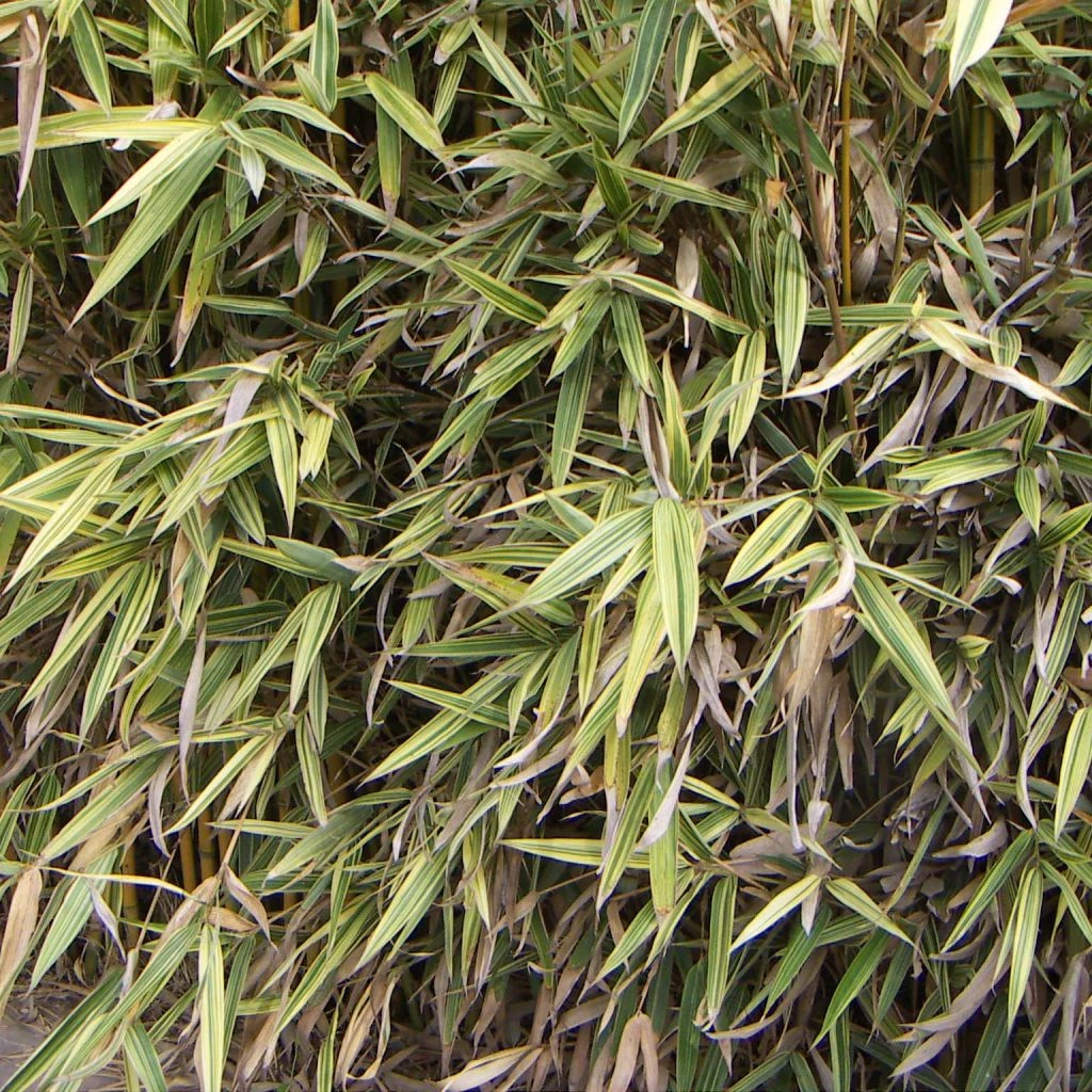 Hibanobambusa Tranquillans Shiroshima - Petit Bambou 1 Hibanobambusa Tranquillans Shiroshima - Petit Bambou