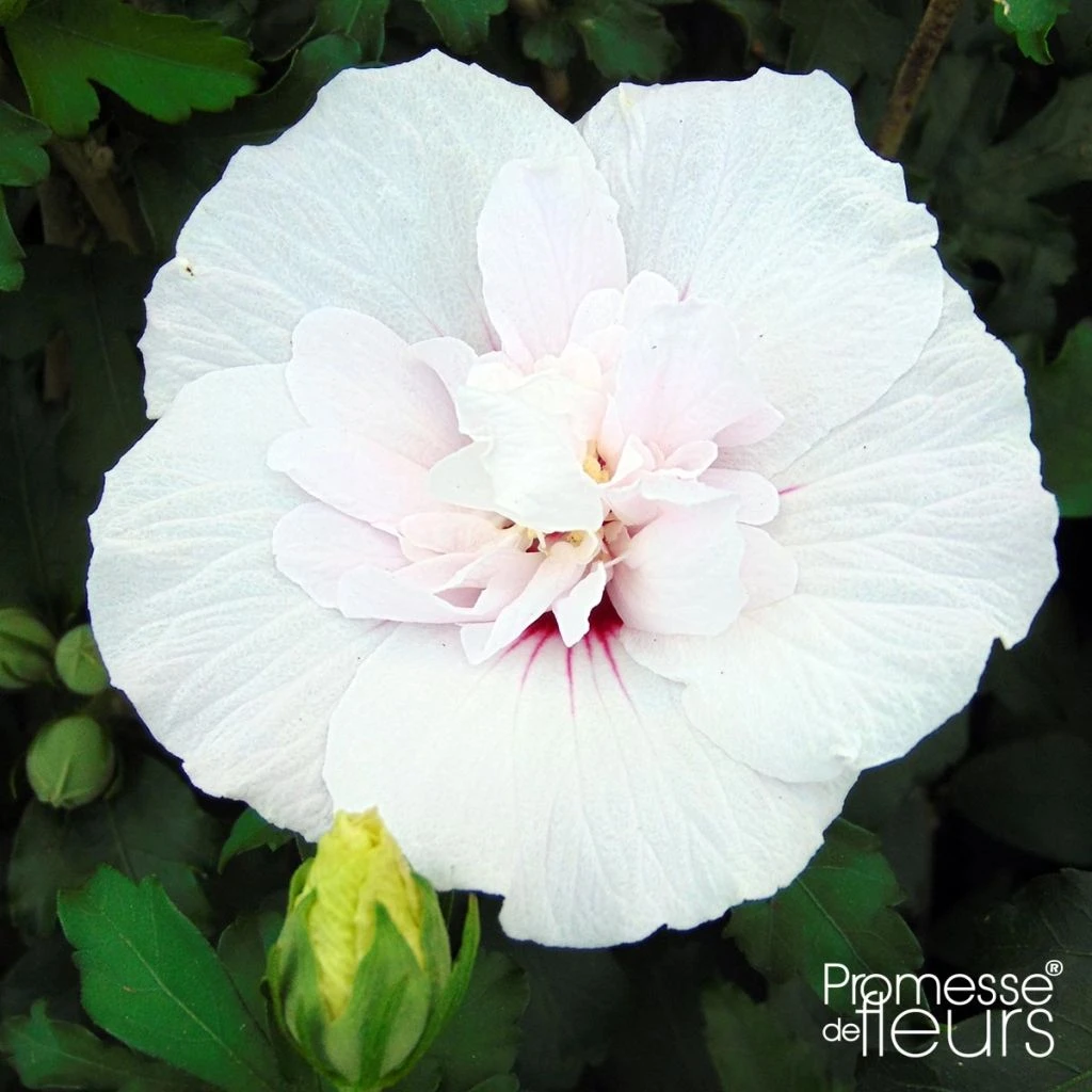 Hibiscus Syriacus China Chiffon - Althéa Blanc 1 Hibiscus Syriacus China Chiffon - Althéa Blanc