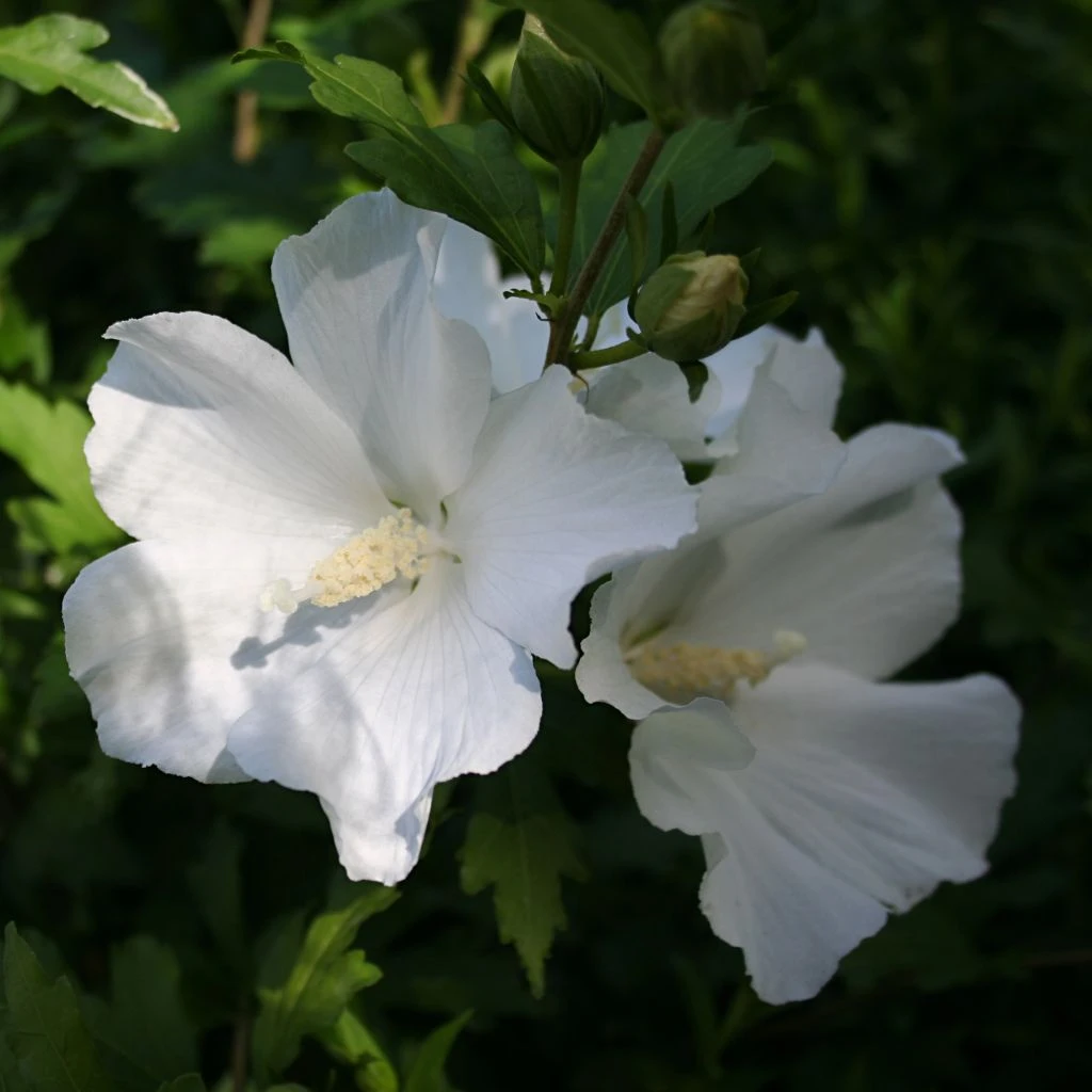 Hibiscus Syriacus Eléonore - Althéa Simple, Blanc Pur 1 Hibiscus Syriacus Eléonore - Althéa Simple, Blanc Pur