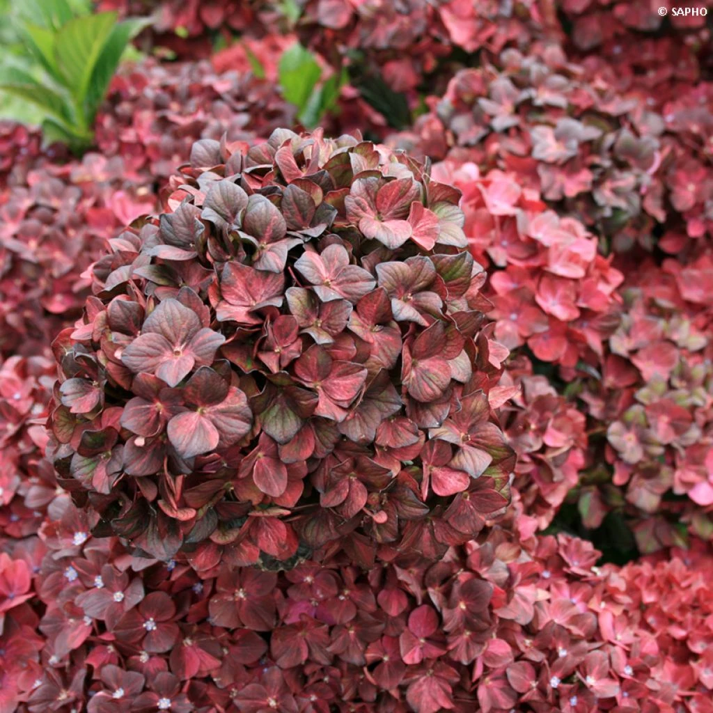 Hortensia - Hydrangea Macrophylla Chocolate Ever Belles Hokomachoko 1 Hortensia - Hydrangea Macrophylla Chocolate Ever Belles Hokomachoko