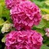 Hortensia - Hydrangea Macrophylla Pink Pop