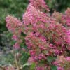 Hortensia - Hydrangea Paniculata Pink Diamond