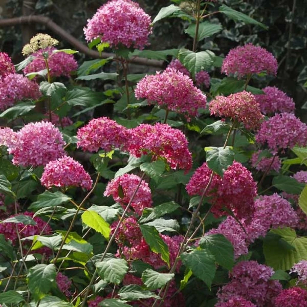 Hortensia Arborescens Bella Anna 1 Hortensia Arborescens Bella Anna