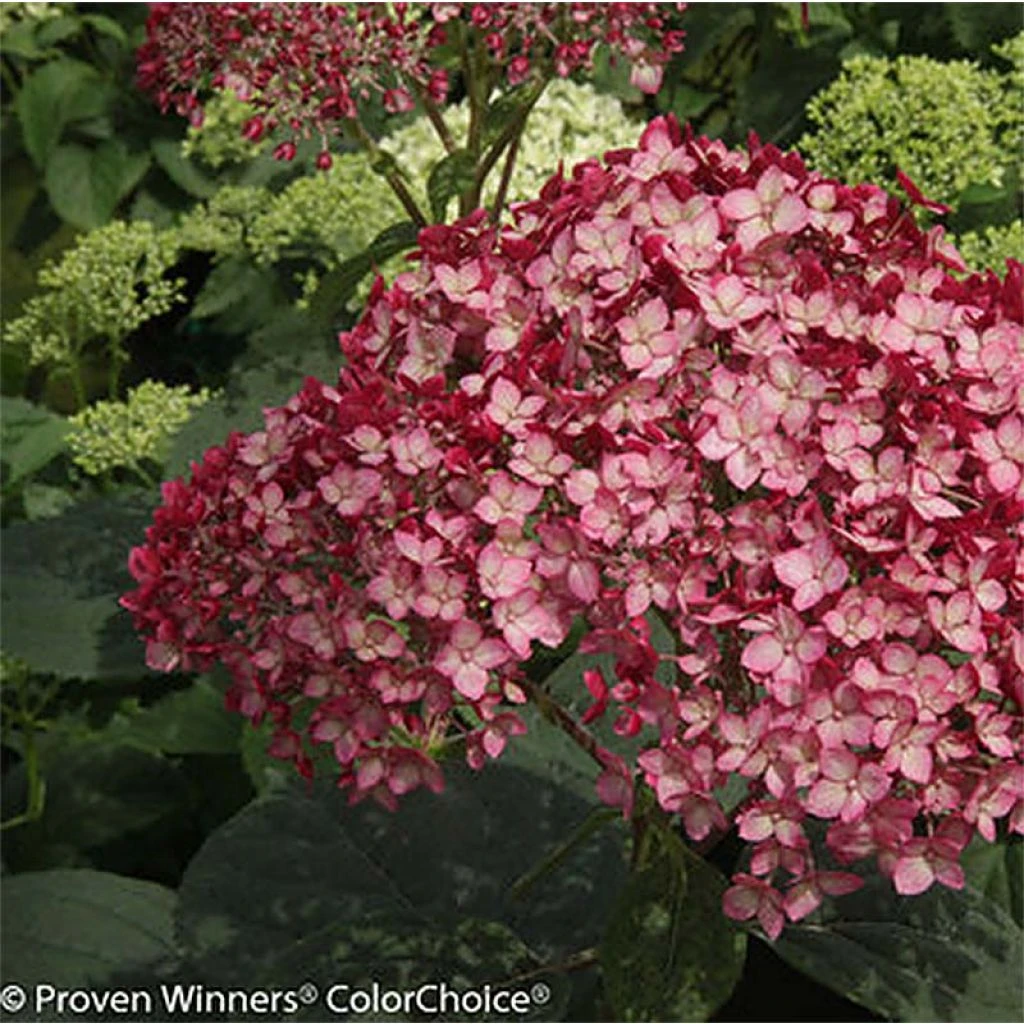 Hortensia Arborescens Ruby Annabelle 1 Hortensia Arborescens Ruby Annabelle