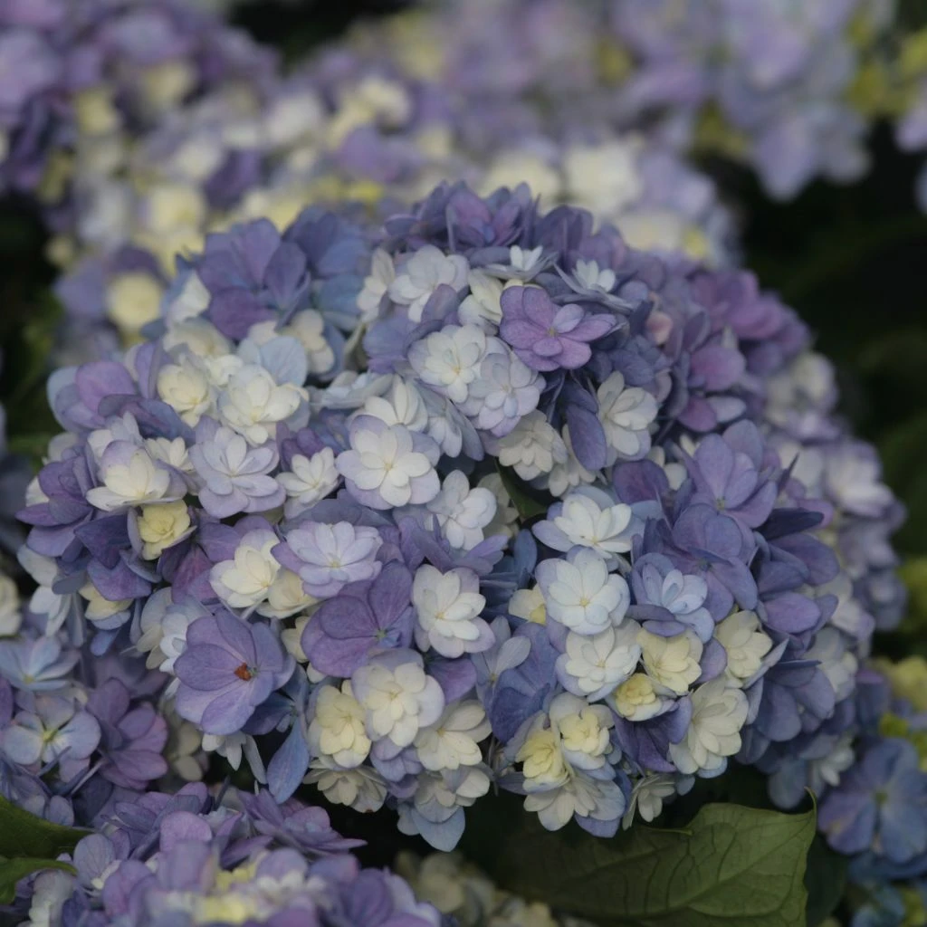 Hortensia - Hydrangea Macrophylla You And Me Tea Time Together 1 Hortensia - Hydrangea Macrophylla You And Me Tea Time Together