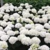 Hortensia - Hydrangea Macrophylla Choco Pur