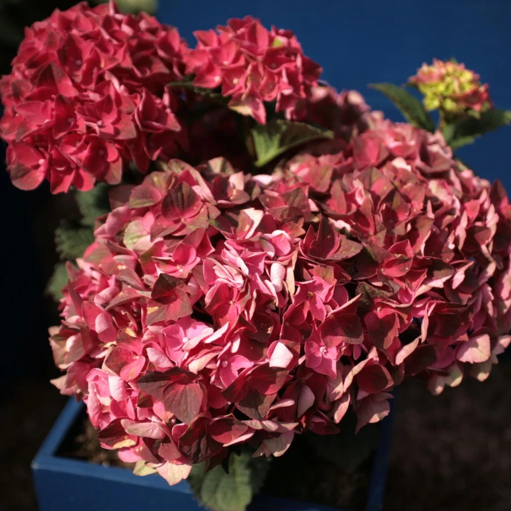 Hortensia - Hydrangea Macrophylla Magical Crimson 1 Hortensia - Hydrangea Macrophylla Magical Crimson