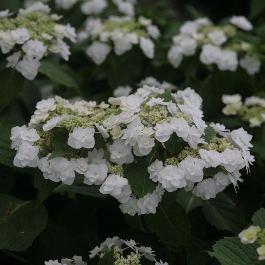 Hortensia - Hydrangea Macrophylla Wedding Gown 1 Hortensia - Hydrangea Macrophylla Wedding Gown