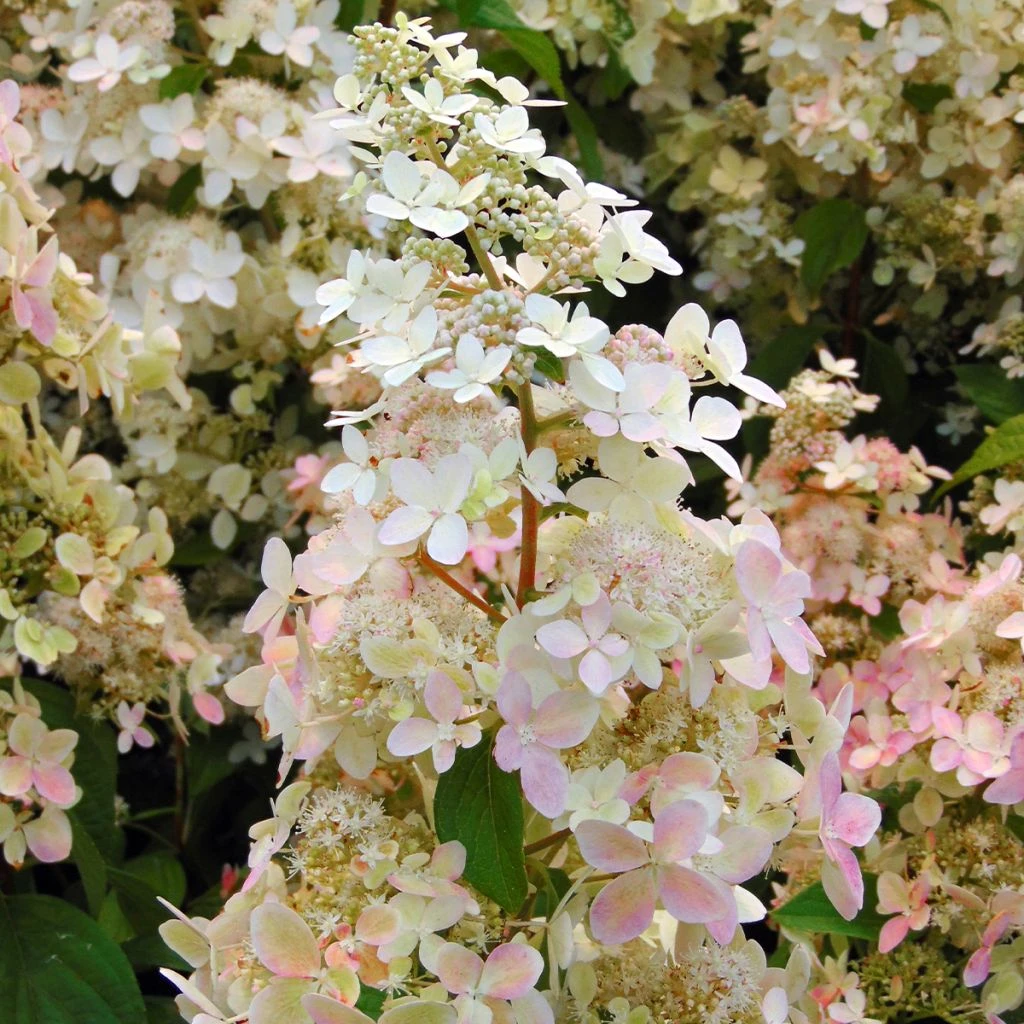 Hydrangea Paniculata Confetti - Hortensia Paniculé 1 Hydrangea Paniculata Confetti - Hortensia Paniculé