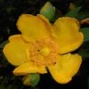 Millepertuis - Hypericum (x) Moserianum