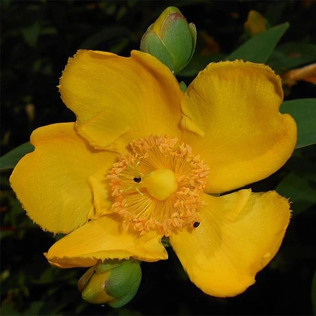 Millepertuis - Hypericum (x) Moserianum 1 Millepertuis - Hypericum (x) Moserianum
