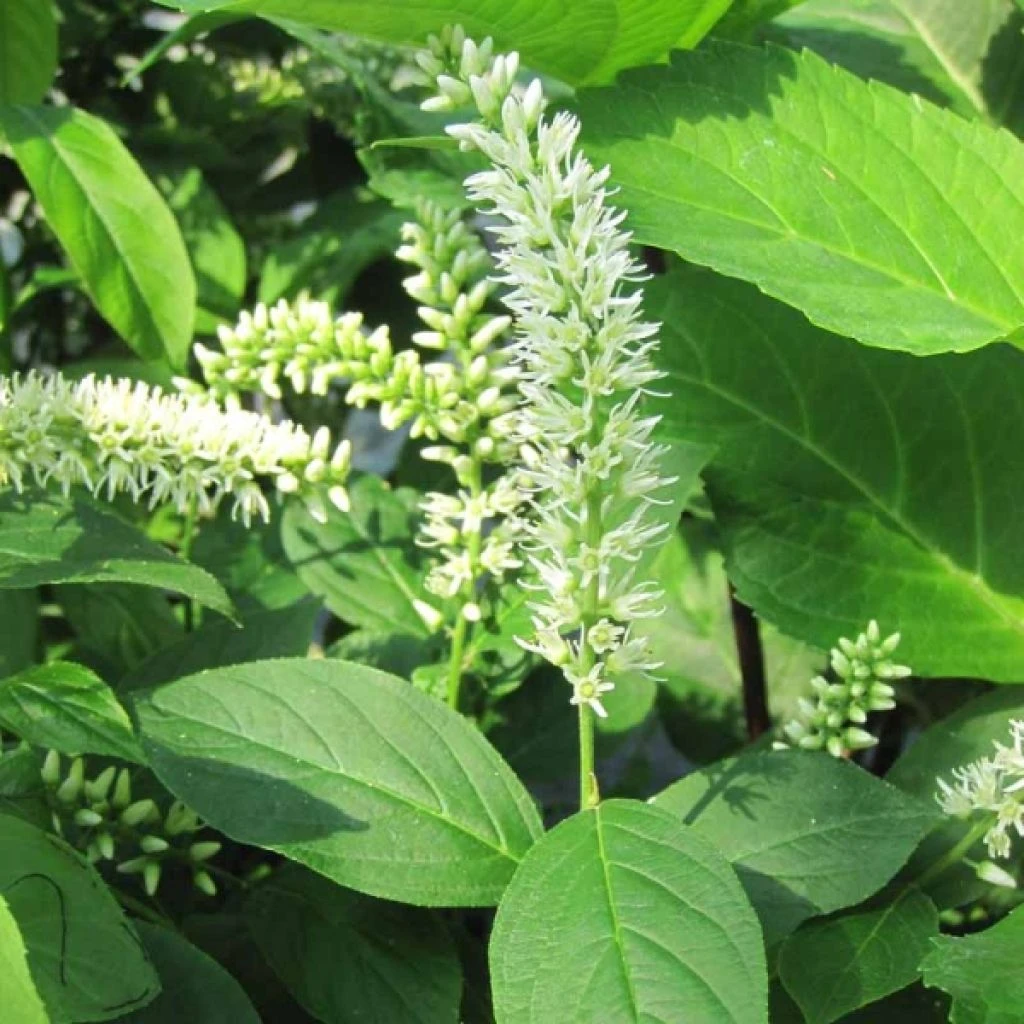 Itea Virginica - Itéa De Virginie 1 Itea Virginica - Itéa De Virginie