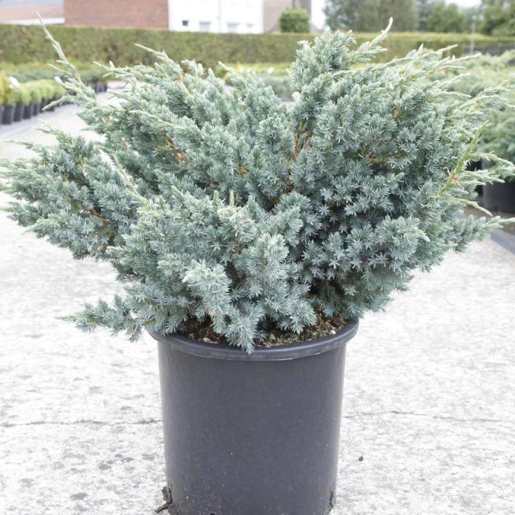 Genévrier écailleux - Juniperus Squamata Meyeri 1 Genévrier écailleux - Juniperus Squamata Meyeri