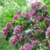 Kalmia Latifolia Keepsake - Laurier Des Montagnes Rouge Et Blanc