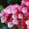 Kalmia Latifolia Olympic Fire - Laurier Des Montagnes Rose Vif Et Blanc
