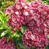 Kalmia Latifolia Pinwheel - Laurier Des Montagnes