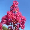 Lagerstroemia Indica Souvenir D'André Desmartis - Lilas Des Indes