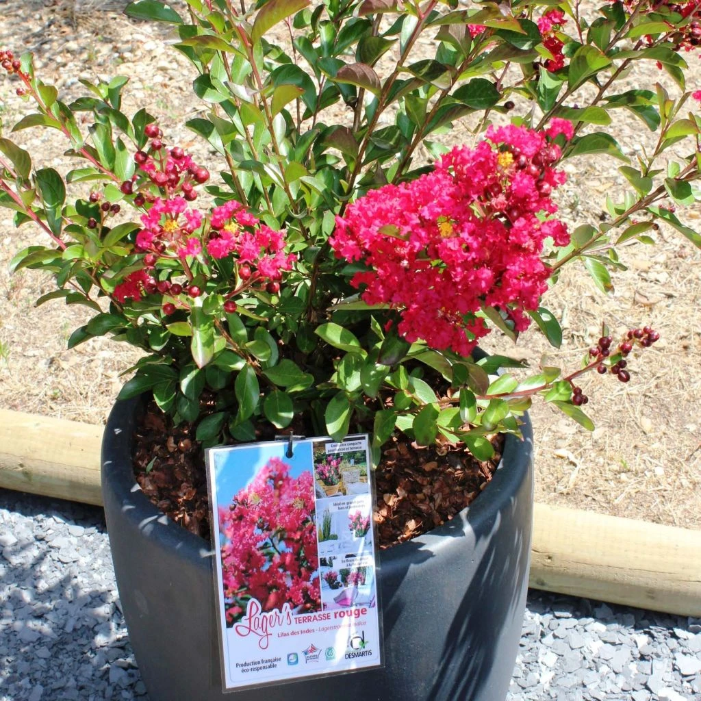 Lagerstroemia Indica Terrasse Rouge - Lilas Des Indes 1 Lagerstroemia Indica Terrasse Rouge - Lilas Des Indes