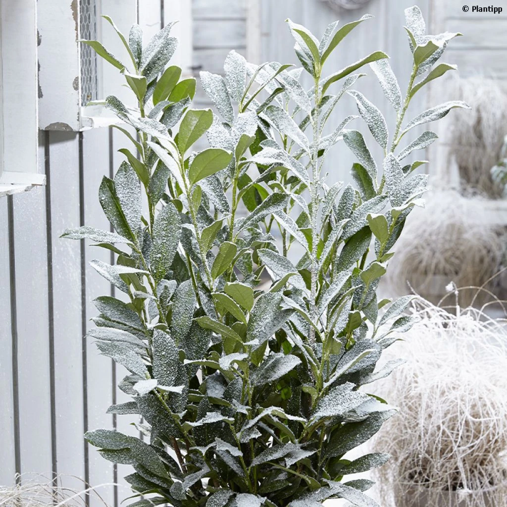 Laurier Cerise - Prunus Laurocerasus Elly 1 Laurier Cerise - Prunus Laurocerasus Elly