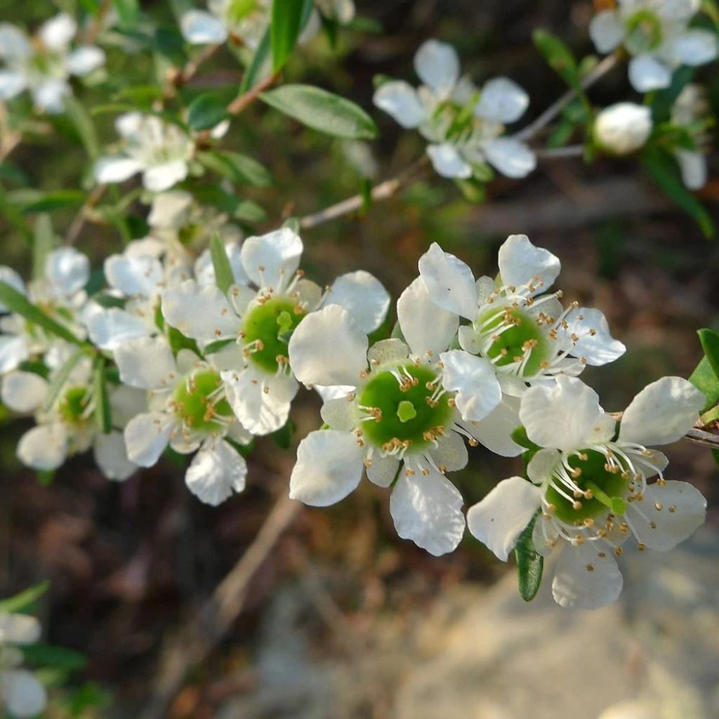 Leptospermum Karo Silver Ice - Arbre à Thé 1 Leptospermum Karo Silver Ice - Arbre à Thé