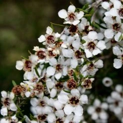 Leptospermum Scoparium Blanc