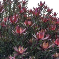 Leucadendron Safari Sunset